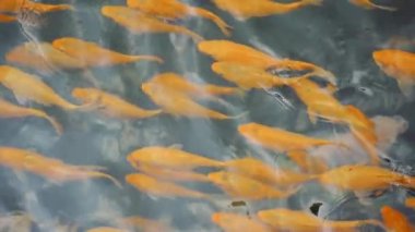 Tapınak Havuzunda Portakal Balığı