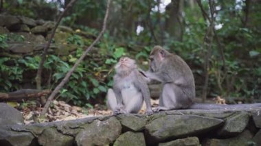 Ubud Ormanında Bütünleşen Makaklar