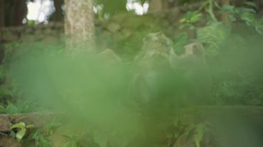 Ubud 'da Maymun Ormanı Macaques Tımarı