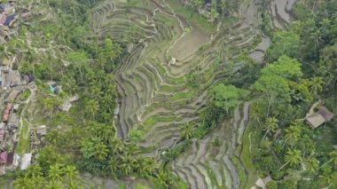 Tepeli Tegalalang Pirinç Terasları 'nda İHA.