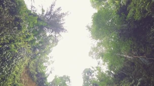 Drzewa z widokiem na wodospad Ubud — Wideo stockowe