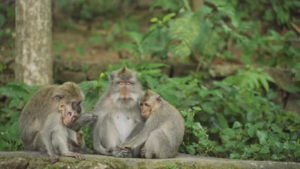 Familia de macacos en el bosque de Ubud — Vídeos de Stock