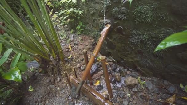 Bambus funkcji wody w lesie małpa — Wideo stockowe