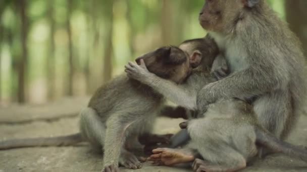 Macacos juguetones en el bosque de monos — Vídeos de Stock