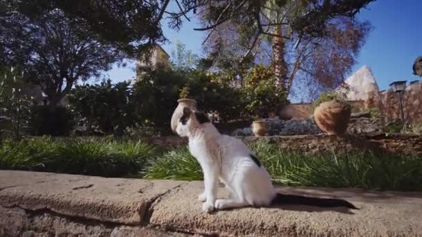 Skinny Cat Sitting Then Lying Down On Path In Rabat — Stock Video