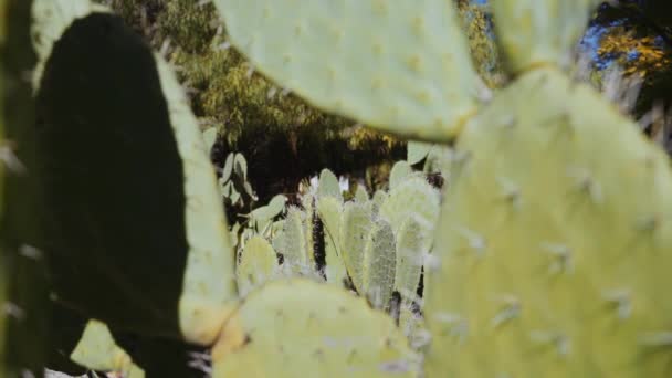 Visszavonulás a zöld tüskés kaktusz növényekből — Stock videók