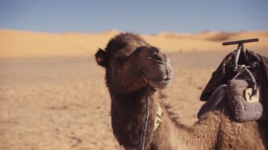 Deve kameraya bakıyor ve çölde dinleniyor.
