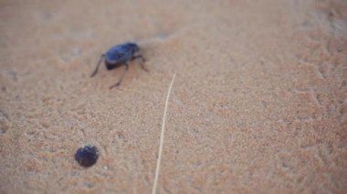 Çölde Kum Böceği Emekliyor