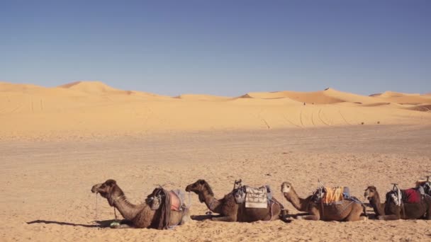 Cammelli che riposano in una fila nel deserto di sabbia — Video Stock