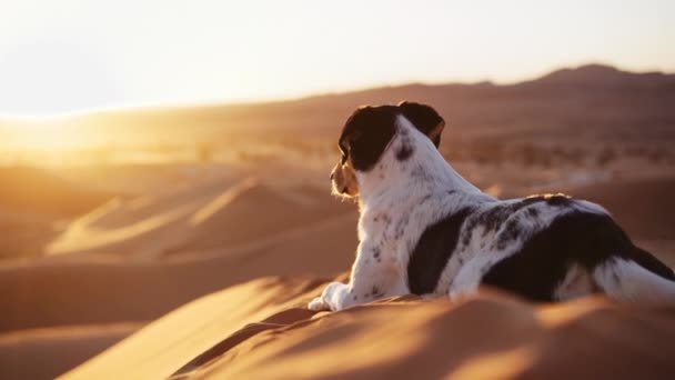 Pies leżący na wydmie oglądający zachód słońca na pustyni — Wideo stockowe