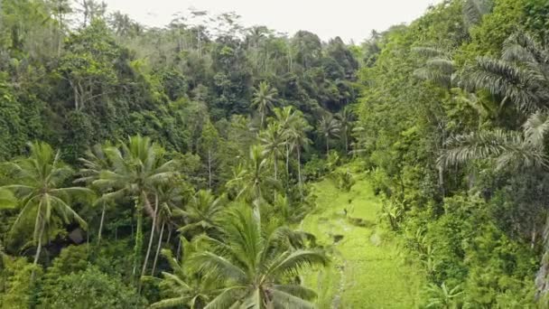 Drohne über Tegalalang Terrassenfelder Landschaft — Stockvideo