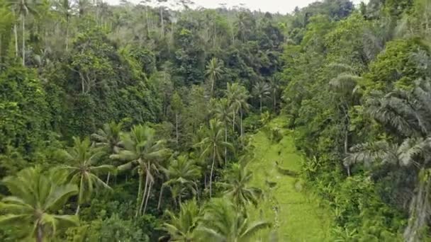 Drone su campi terrazzati di Tegalalang e palme — Video Stock