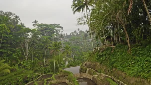 Drone à travers les champs en terrasses de Tegalalang et les palmiers — Video