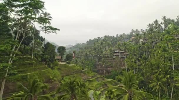 Drone nad Tegalalang Terraced Pola Ubud — Wideo stockowe