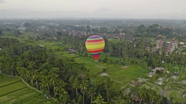 Drone Flight Over Hot Air Balloon Over Paddy Fields — Stock Video