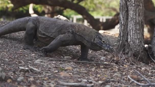 Komodo Δράκος Περπατώντας στο πάτωμα δάσος — Αρχείο Βίντεο
