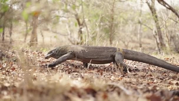 Комодский дракон, идущий по подлеску — стоковое видео