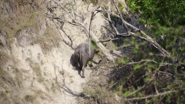 Agua Buffalo caminando a lo largo de pista de barro — Vídeo de stock