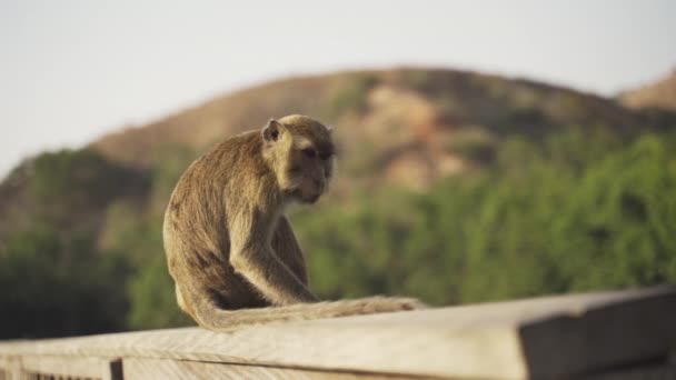 Macaco come cangrejos en la isla de Komodo — Vídeos de Stock