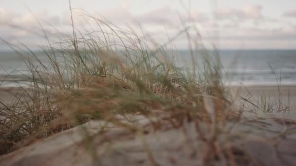 Marram hierbas y el mar en la playa — Vídeo de stock