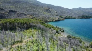 Mavi Deniz ve Ağaçların Üzerinde İnsansız Hava Aracı