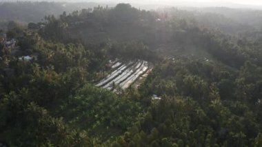 Bali 'deki Pirinç Tarlaları üzerinde İHA.