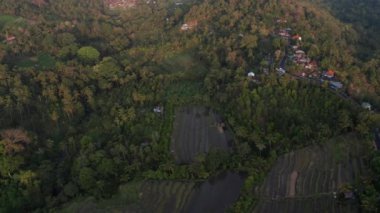 Teraslı Pirinç Tarlaları ve Ağaçlar Üzerinde İHA