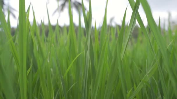 Hojas verdes de hierba en Bali — Vídeo de stock
