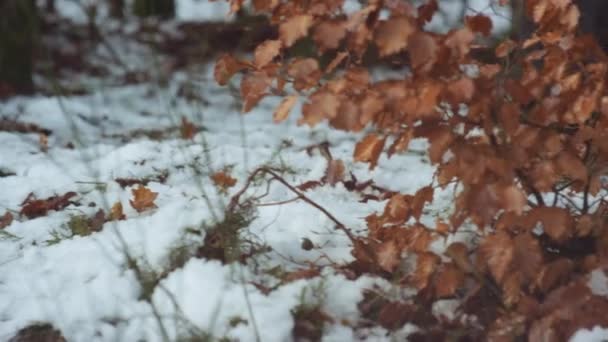 Flicka i stövlar och jeans Vandring genom skogen — Stockvideo