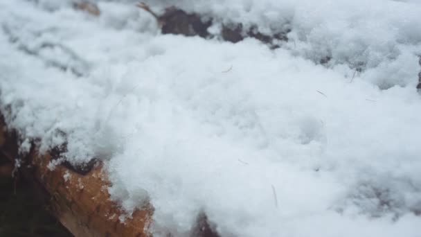 Flicka flytta snö från skogen logg högen — Stockvideo