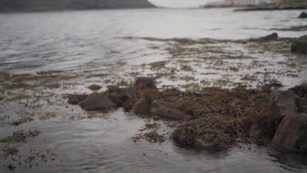 Rocas y algas marinas en aguas poco profundas — Vídeo de stock