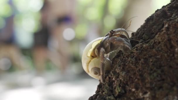 Ein näherer Blick auf einen Felsen und ein Krustentier am Sandstrand im Sommer — Stockvideo