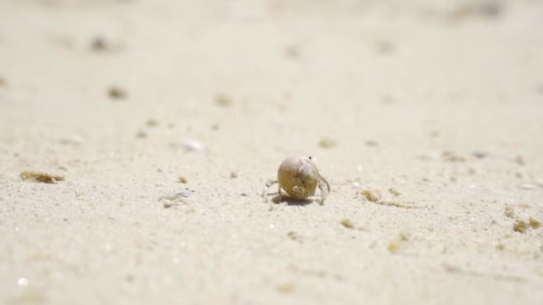 Sunny Day with Crustracean Walking on the Warm White Sands, Thailand — Stock Video