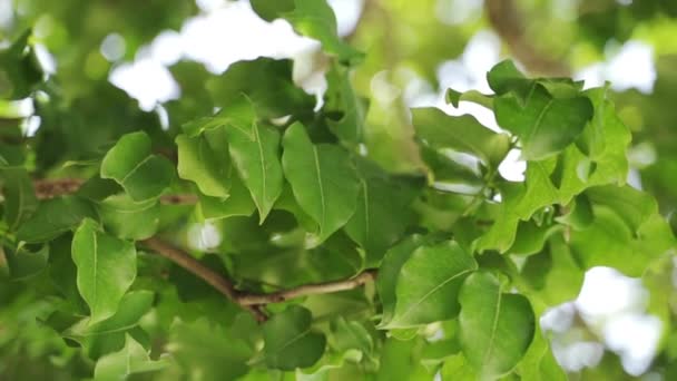 Closeup Shot of Green Foliage Folhas de árvores e céus ensolarados — Vídeo de Stock