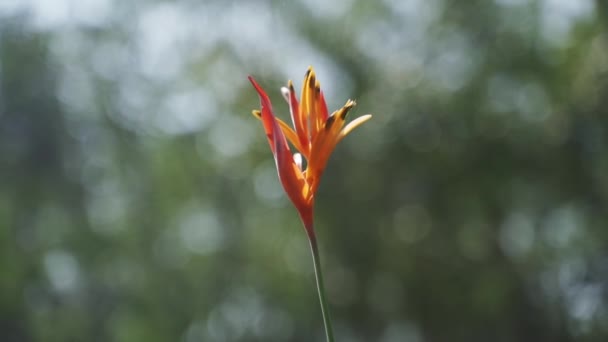 Πορτοκαλί λουλούδι σε ένα στέλεχος και θολό όραμα των δέντρων στο παρασκήνιο — Αρχείο Βίντεο