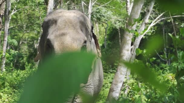 Steady Shot of Elephant in the Nature Forest em um dia ensolarado Phuket, Tailândia — Vídeo de Stock