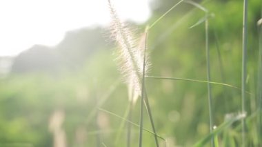 Uçlarında beyaz sivri uçlu ve ormanın bulanık manzaralı uzun yabani otlar