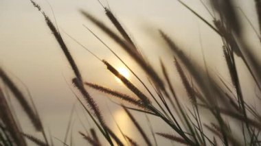 Sunset 'te Meyve Bahçesi Çimi Silueti ve Turuncu Gökyüzünün Yakın Çekimi