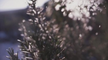 Firavun Ağacı Arkaplanda Yapraklar ve Ağır Kar Yavaş Düşüyor