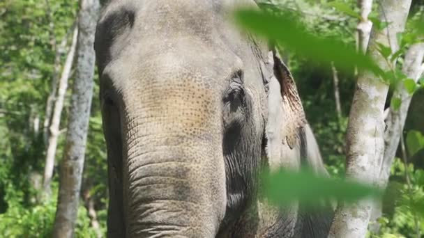 Singel vuxen elefant stående i mitten av en skog under den ljusa solen — Stockvideo