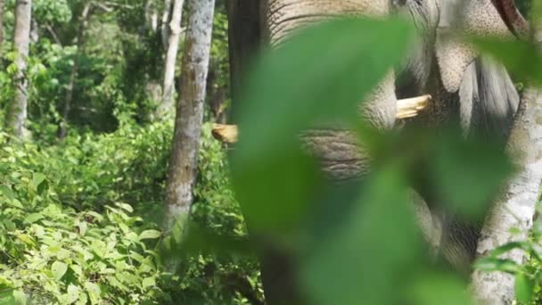 Elefante tailandês que come com uma vista das belas árvores florestais no fundo — Vídeo de Stock