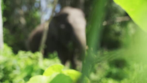 Dia ensolarado e elefante no meio das folhas de mastigação da floresta — Vídeo de Stock