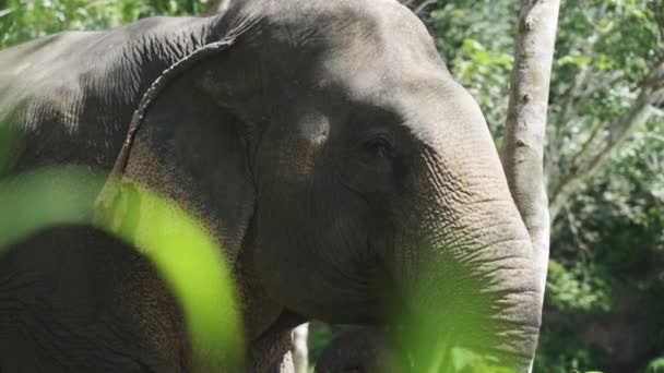 Vista lateral Tiro de elefante na Tailândia Selva tropical Comer — Vídeo de Stock