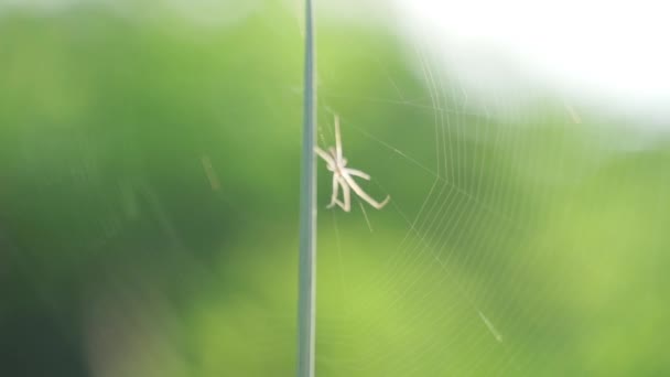Makroaufnahme einer weißen Spinne, die Spinnweben mitten im Naturpark webt — Stockvideo