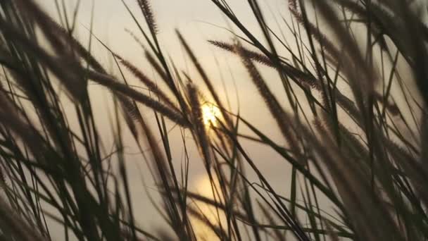 Silhueta de grama de pomar Balançando e vista do pôr do sol no fundo — Vídeo de Stock
