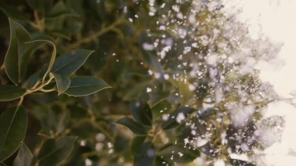 Der erste Schnee des Winters fällt auf die Blätter der Bäume und helles Licht im Hintergrund — Stockvideo