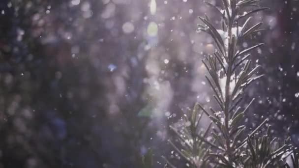 Heavy Snow Falling in Forest Fák Közelkép Lassú mozgás lövés — Stock videók
