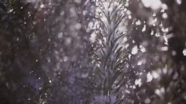 Majestuoso disparo en cámara lenta de nieve pesada cayendo sobre árboles forestales — Vídeos de Stock