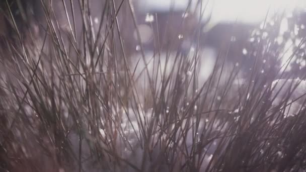 Skup się Shot liści drzewa i śniegu Falling in Winter Slow Motion zbliżenie — Wideo stockowe