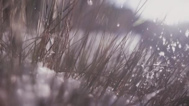 Colpo al rallentatore di fiocchi di neve che cadono a terra con erba in background — Video Stock